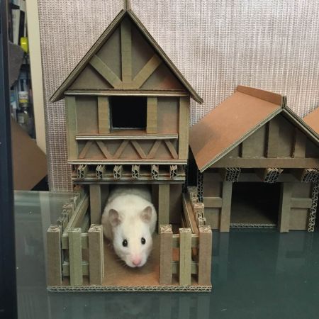I like making things for small animals and would like to start a little business making wooden houses, hides and toys. I